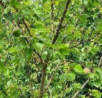 Kernsanierungsobjekt mit iSFP von Privat - Wurster Nordseeküste