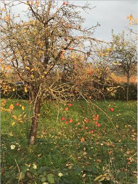 Foto - Grundstück in Stuttgart zur Miete
