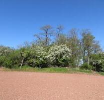 4.100,00 EUR Kaltmiete, ca.  0,00 m² in Falkenstein/Harz (PLZ: 06463)