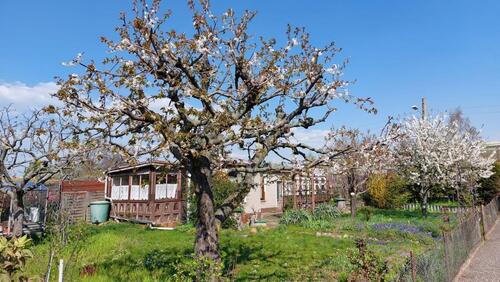 Foto - Wunderschöner Pachtgarten in Magdeburg – perfekt zum Abschalten