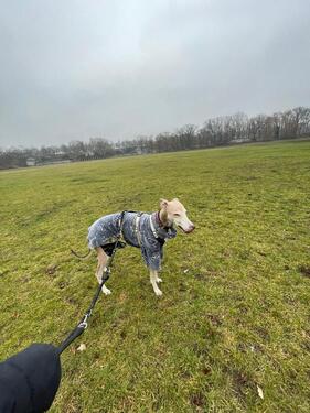 Foto - Berlin Finderlohn €1000 Ladengeschäft mit Wohnung Berlin