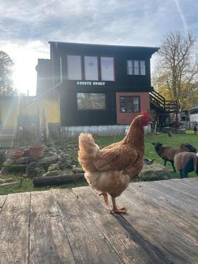 Foto - Traumhafte Einliegerwohnung in 23992 Passee zu vermieten