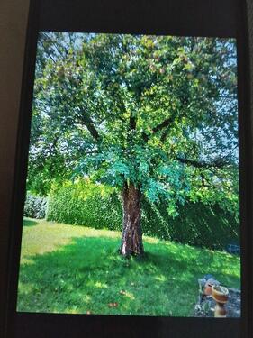 Foto - Grundstück in Wilkau-Haßlau