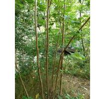 Haus mitten in der Natur im Vogelschutzgebiet - Moritzburg