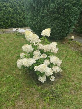 Foto - Schöner großer Pacht Garten im grünen perfekt für Hobby Gärtner