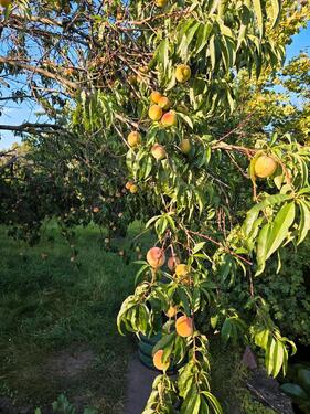 Foto - Kleingarten Garten Pillnitz nur jetzt im Dezember zu vergeben