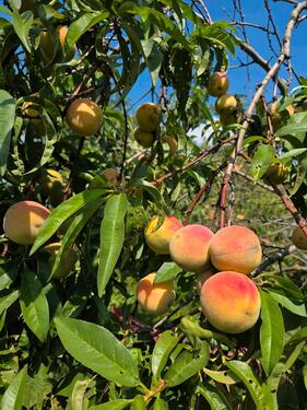 Foto - Grundstück zur Miete in Dresden