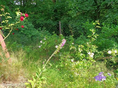 Foto - Grundstück in Tharandt zur Miete