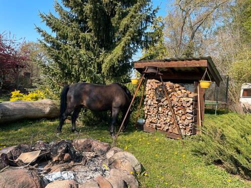 Foto - 1 Zimmer Erdgeschoßwohnung zur Miete in Steinhöfel