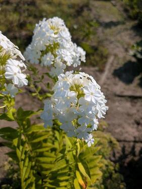 Foto - Grundst&uuml;ck in Papendorf zur Miete