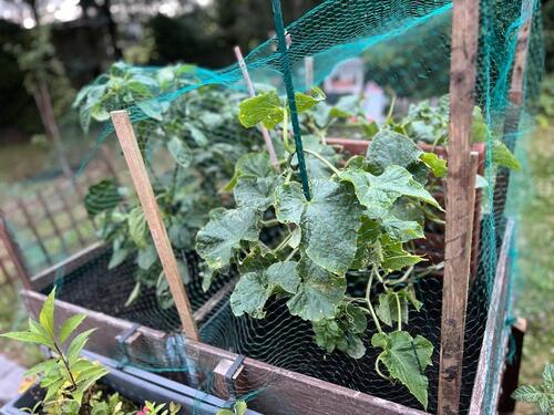 Foto - Grundst&uuml;ck in Rostock zur Miete