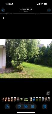 Foto - 3 Zimmer Etagenwohnung zur Miete in Horn-Bad Meinberg