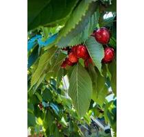 Garten,Tribseer Wiesen Stralsund