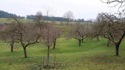 Foto - Weidefläche 3,2ha zu verpachten