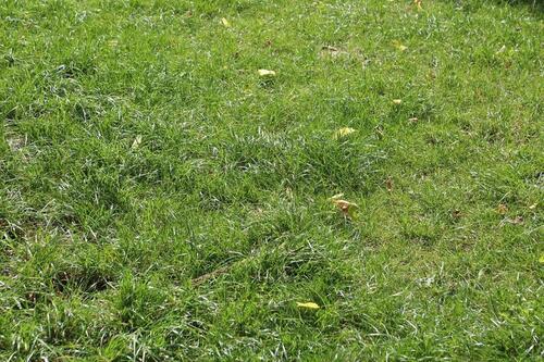 Foto - Grundstück zu vermieten – 620 m² in Preußisch-Olendorf