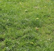 Grundstück zu vermieten – 620 m² in Preußisch-Olendorf - Preußisch Oldendorf