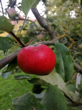Foto - Grundstück in Grammetal zur Miete
