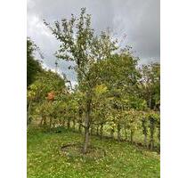 Älteren-WG 60-jähriger in Mainz