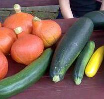 Garten- Ackerland zu verpachten - Nauen