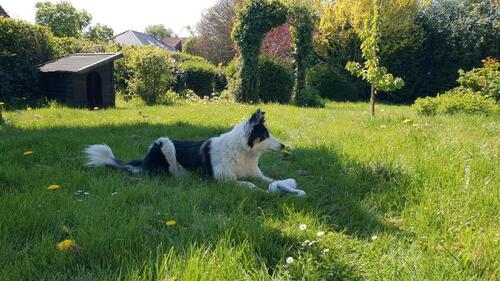 Foto - 2 Zimmer Wohnung mit Einbauküche und Garten
