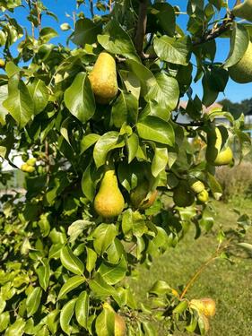 Foto - Grundst&uuml;ck in Salzgitter
