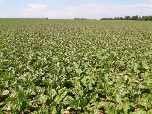 Foto - Grundst&uuml;ck zur Miete in Manching