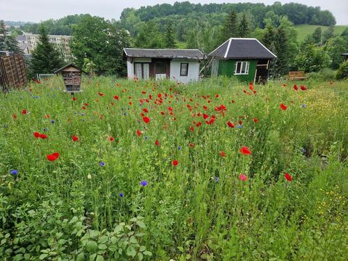 Foto - Grundst&uuml;ck in Lichtenstein (Sachsen)