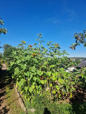 Foto - Grundst&uuml;ck in Lichtenstein (Sachsen) zur Miete