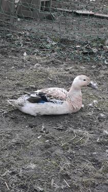 Foto - Garten- oder Freizeitgrundstück für meine Hühner und Enten