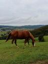 Foto - Leben in der Natur - Resthof in Alleinlage