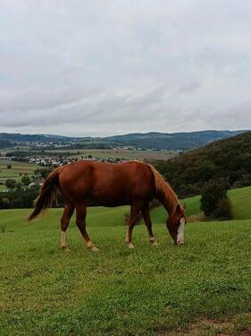 Foto - Leben in der Natur - Resthof in Alleinlage