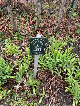 Foto - andere in Dresden