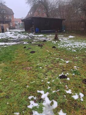 Foto - Gartow Pferdewiese mit Unterstand Wasser und Strom