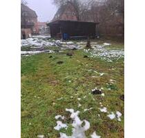 Gartow Pferdewiese mit Unterstand Wasser und Strom