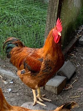 Foto - 3 Zimmer Dachgeschoßwohnung zur Miete in Wriezen