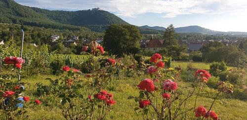Foto - Garten Baumwiese Krautgarten Beuren