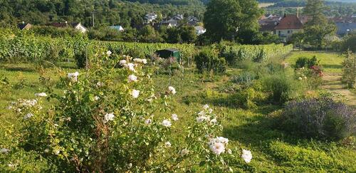 Foto - Grundst&uuml;ck zur Miete in Frickenhausen