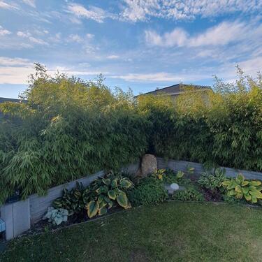 Foto - Einfamilienhaus in Magdeburg zum Kaufen