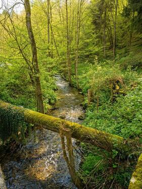 Foto - andere in Wald-Michelbach