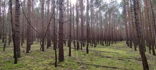 Foto - Wald Waldgrundstück Kiefernwald