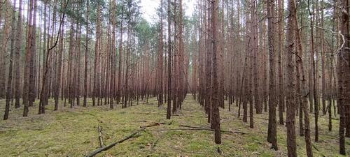Foto - Grundstück in Jänschwalde