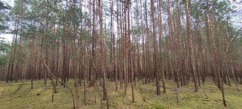 Foto - Grundstück in Jänschwalde zur Miete