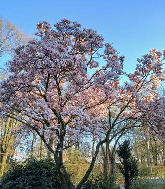 Foto - Erstbezug nach Kernsanierung, Schönes Haus mit Garten