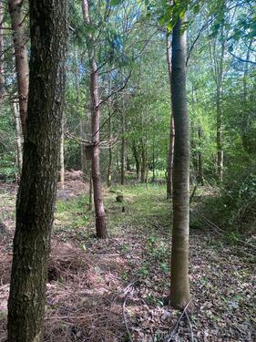 Foto - Privater Mischwald für Bushcraft, Naturauszeit & Outdoor-Praxis