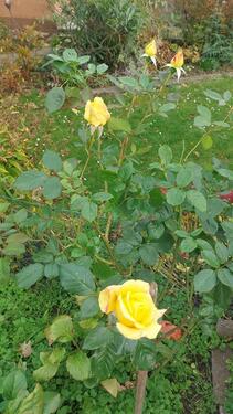 Foto - Grundst&uuml;ck in Hannover zur Miete