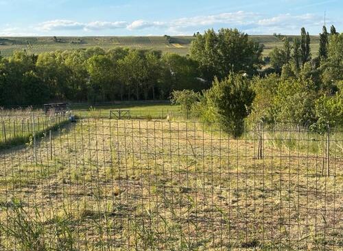 Foto - Wiese HundewieseFreizeitgrundstück in Jugenheim zu verpachten