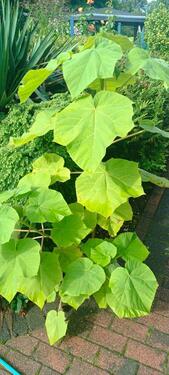 Foto - Wohnung zu Vermieten von privat