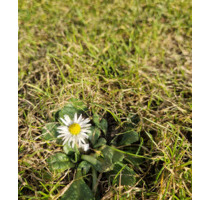 Grundstück zu verpachten für Tiny House, Modulhaus - Bohmte