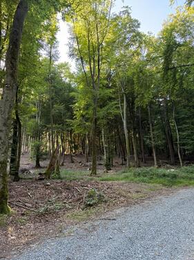Foto - Attraktive Wald- und Forstfläche bei Aschaffenburg Elsavaquelle