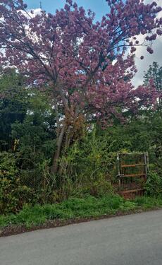 Foto - Eigentums Garten zu vermieten 1029 m²